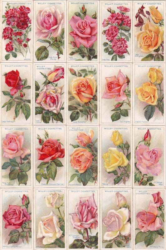 Your brain on rose