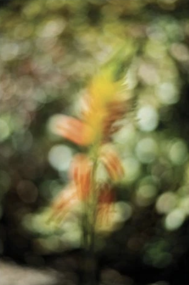 Chaos theory and aliveness