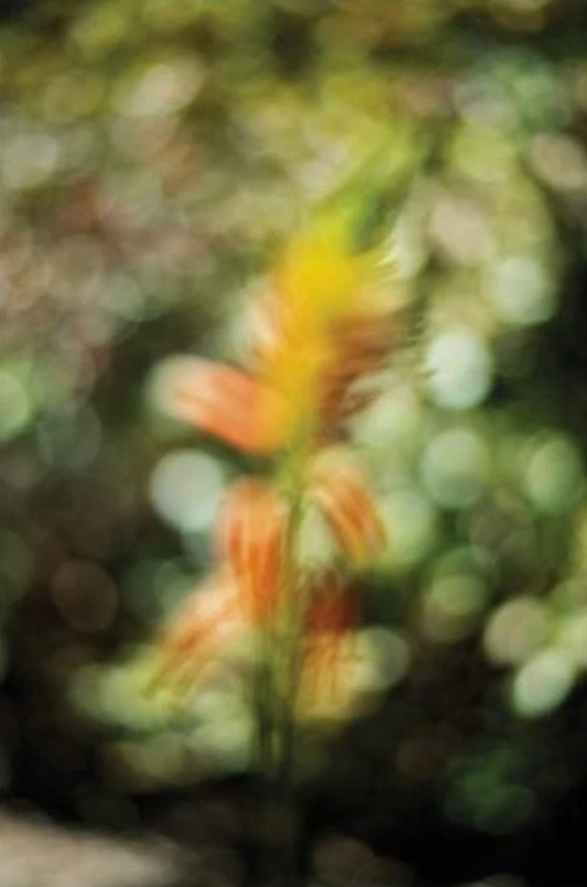 Chaos theory and aliveness