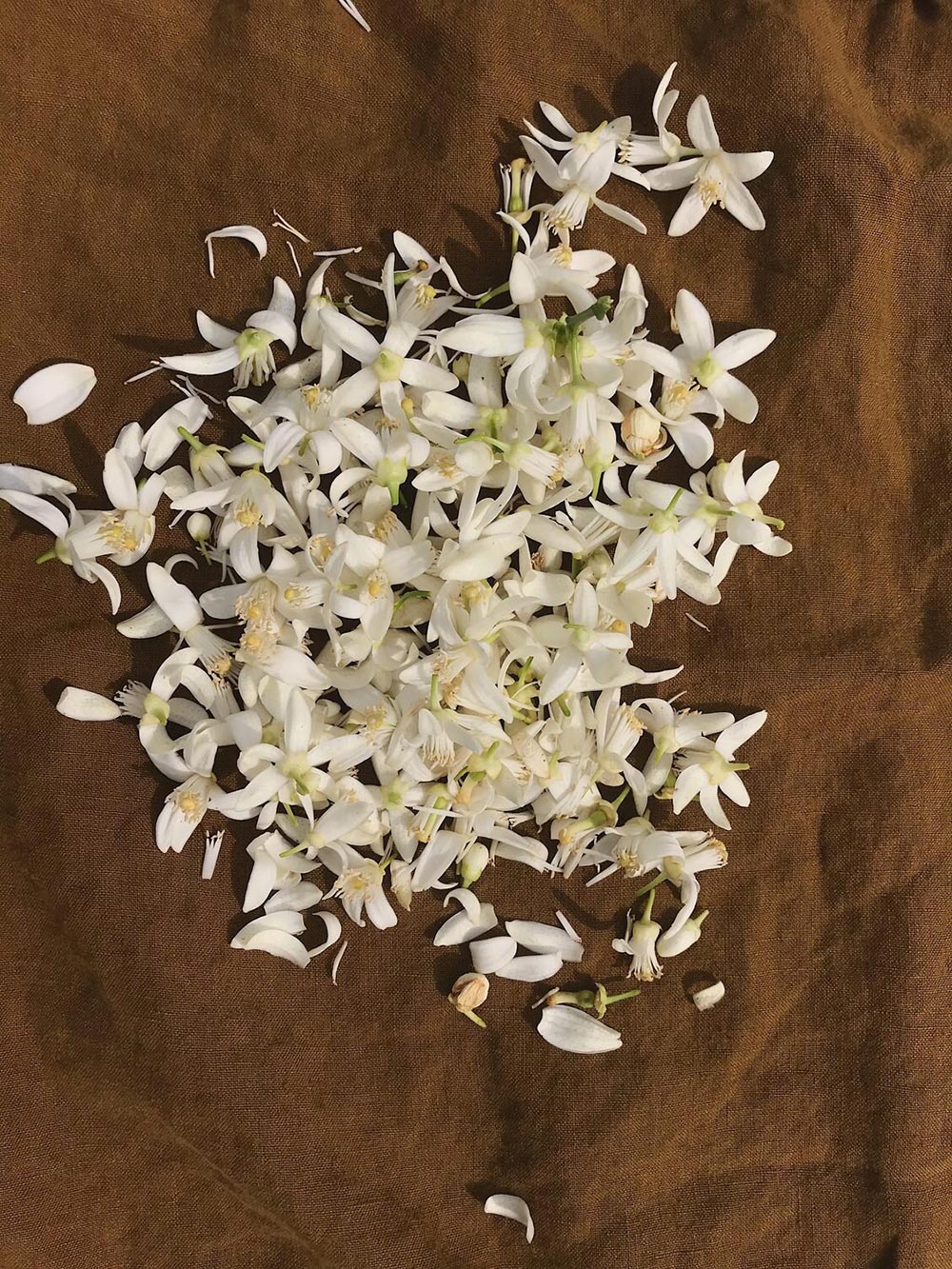 How to Make Your Own Tincture